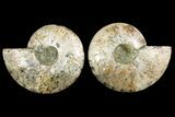 Agatized Ammonite Fossil - Madagascar #145220-1